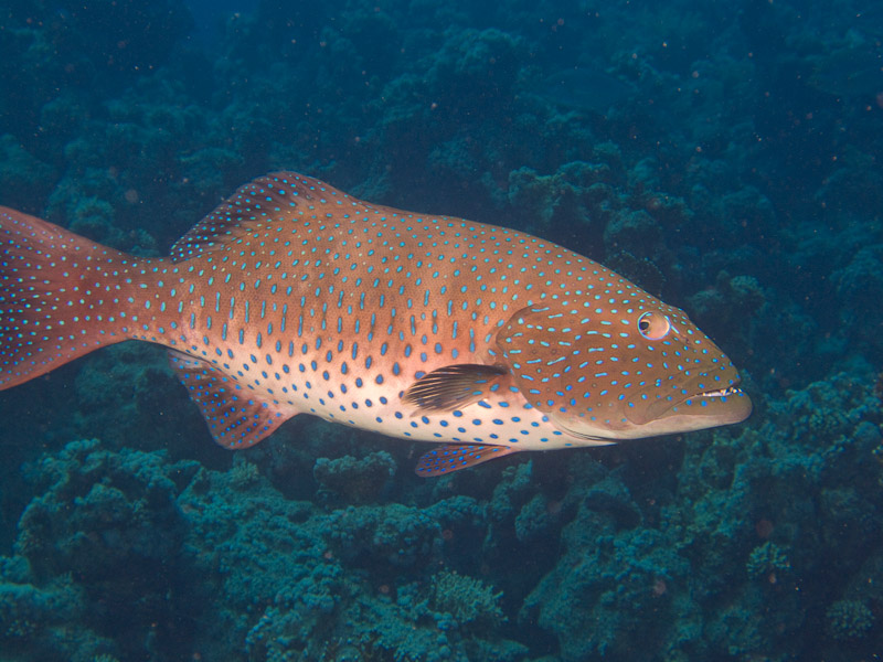 Photo at Jackfish Alley:  Red Sea coralgrouper