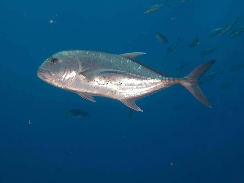 Photo at Jackfish Alley:  Giant trevally