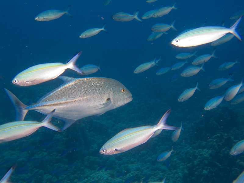 Photo at Jackfish Alley:  Bluefin trevally