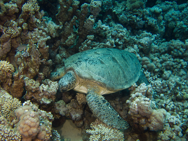 Photo at Jackfish Alley:  Green Turtle