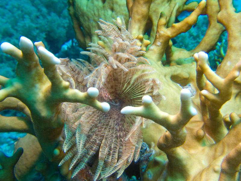 Photo at Shark & Yolanda Reefs:  