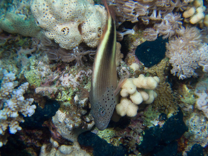 Photo at Shark & Yolanda Reefs:  Blackside hawkfish