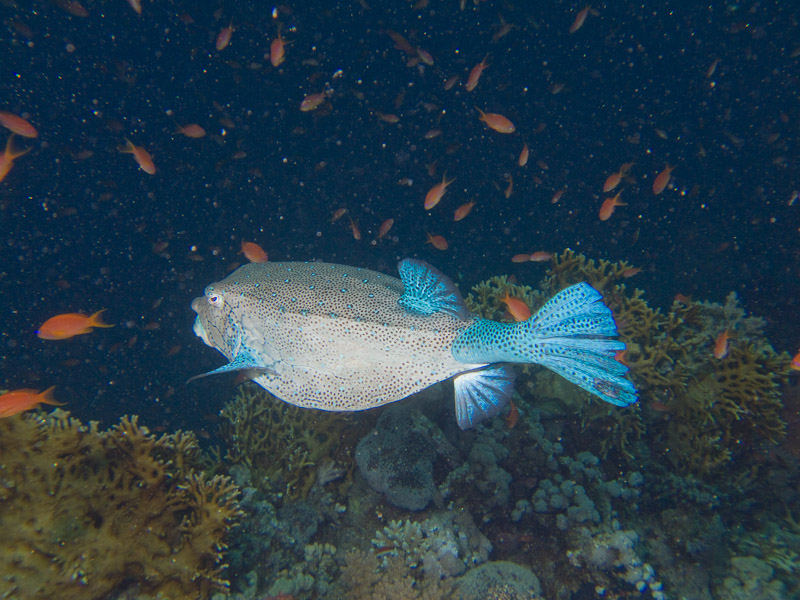 Photo at Shark & Yolanda Reefs:  Yellow boxfish