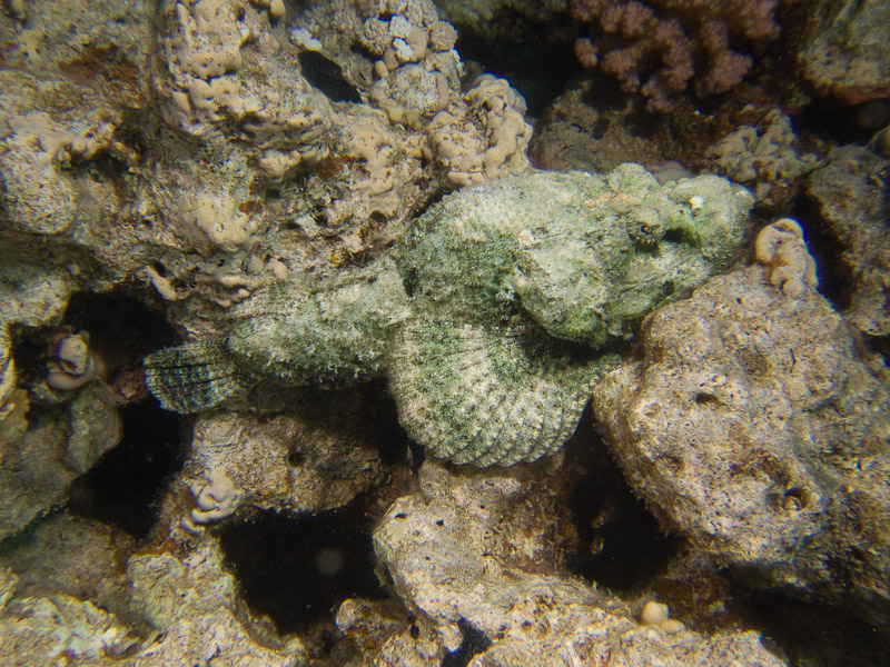 Photo at Gordon Reef:  False stonefish