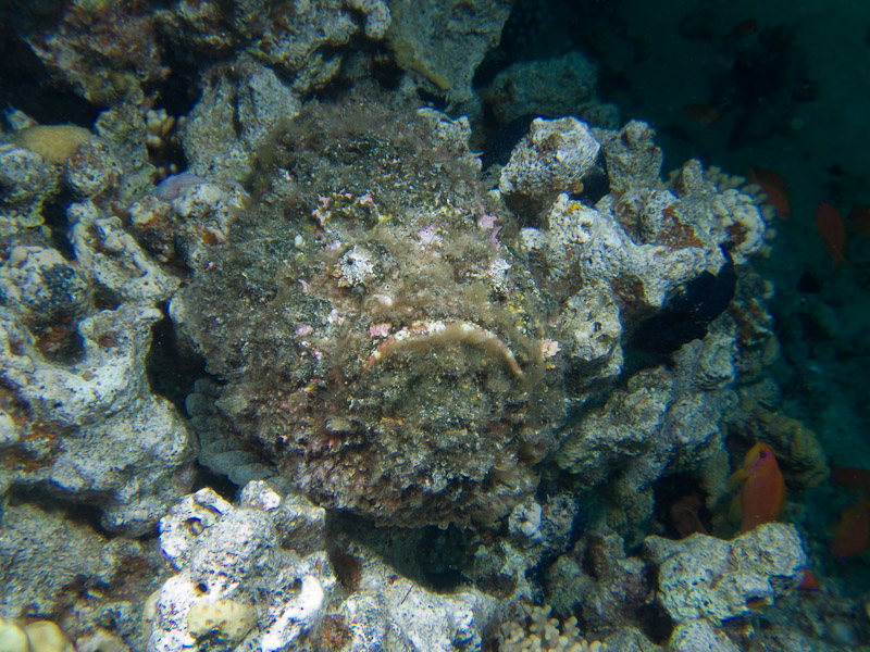 Photo at Gordon Reef:  Stonefish