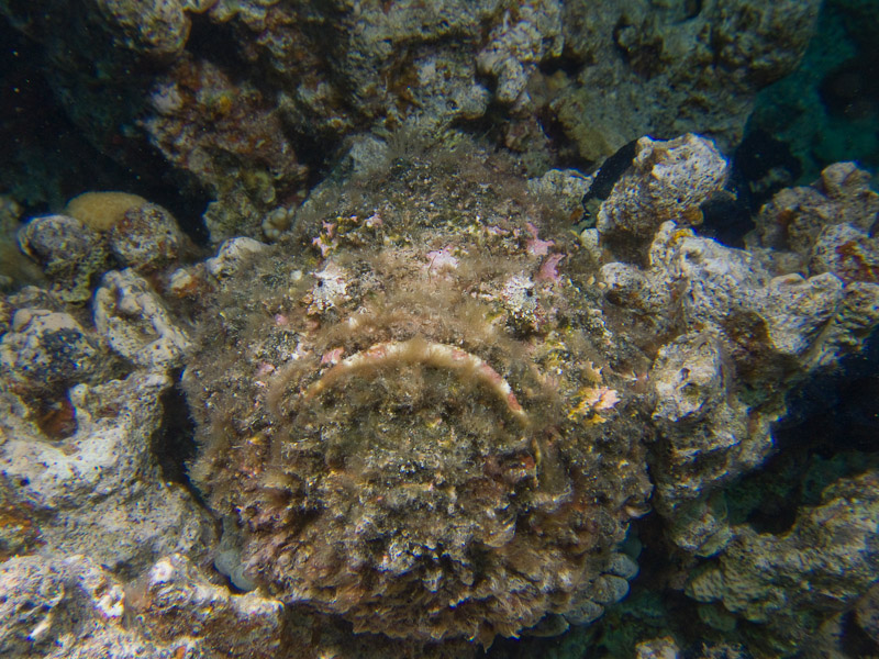 Photo at Gordon Reef:  Stonefish