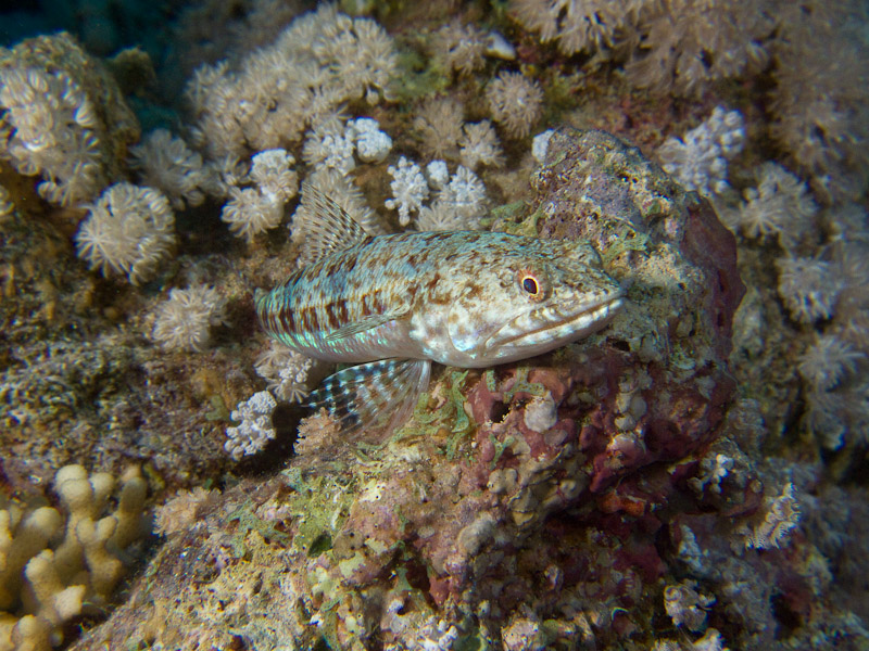 Photo at Gordon Reef:  Variegated lizardfish