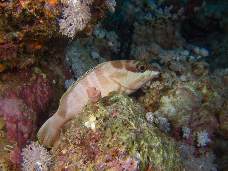 Photo at Gordon Reef:  Blacktip grouper