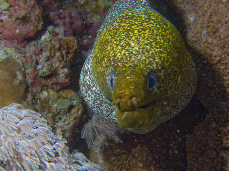 Photo at Gordon Reef:  Undulated moray