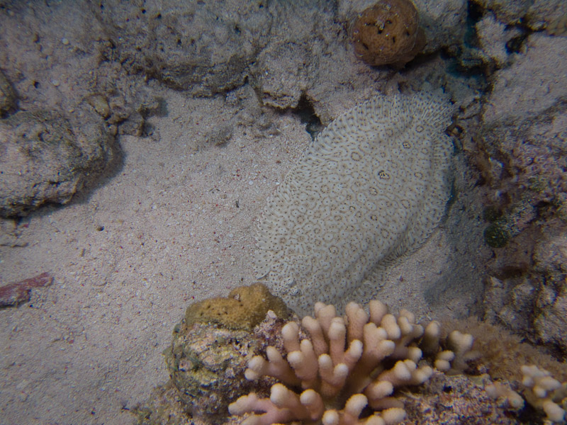 Photo at Gordon Reef:  Finless sole