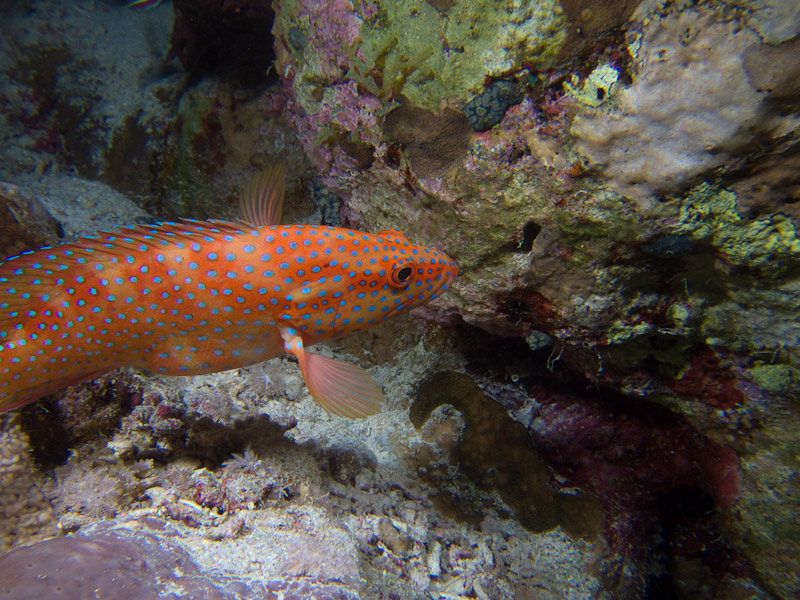 Photo at Jackson Reef:  Coral hind