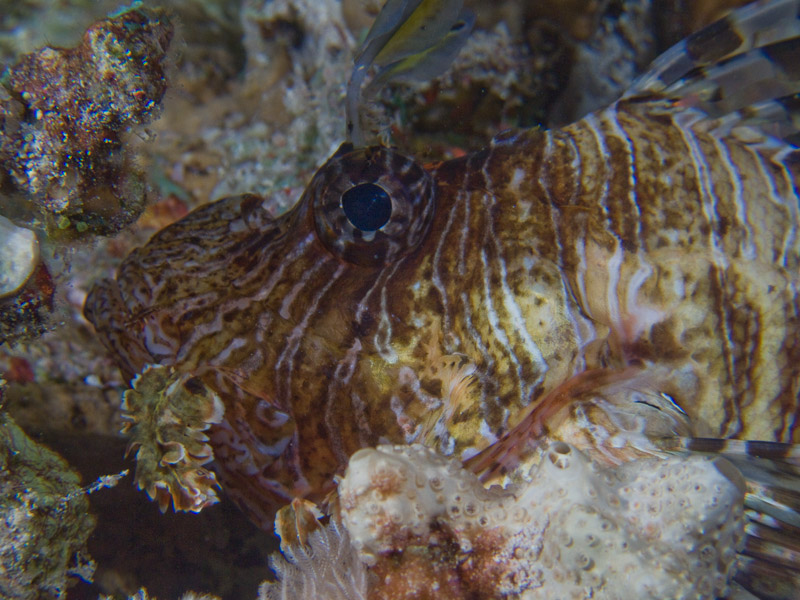 Photo at Jackson Reef:  Devil firefish