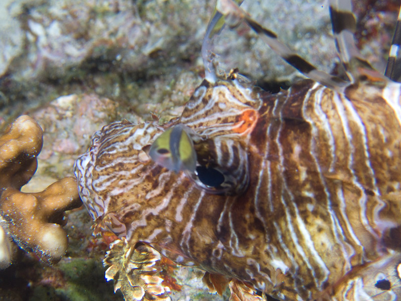 Photo at Jackson Reef:  Devil firefish