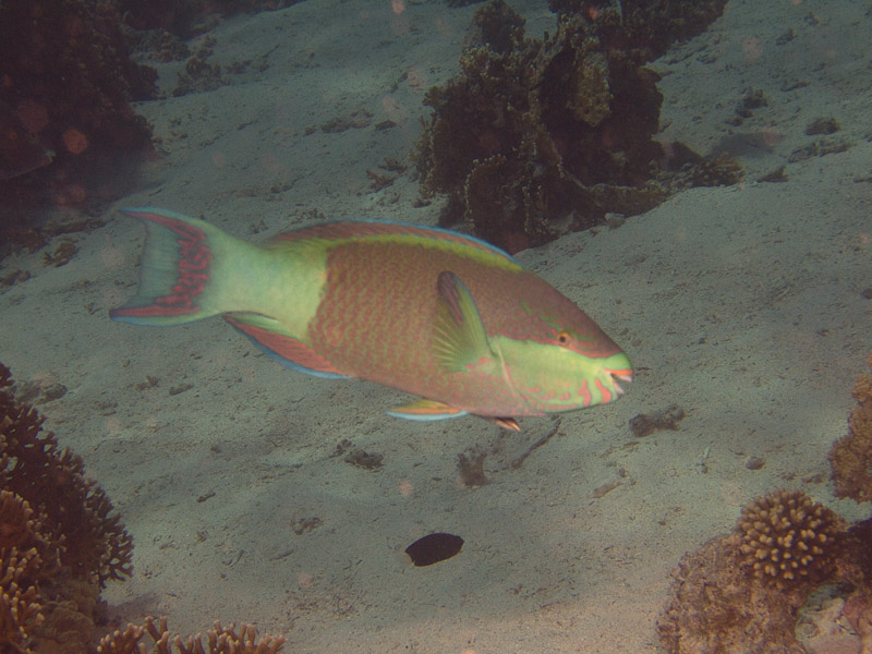 Photo at Jackson Reef:  Bridled parrotfish