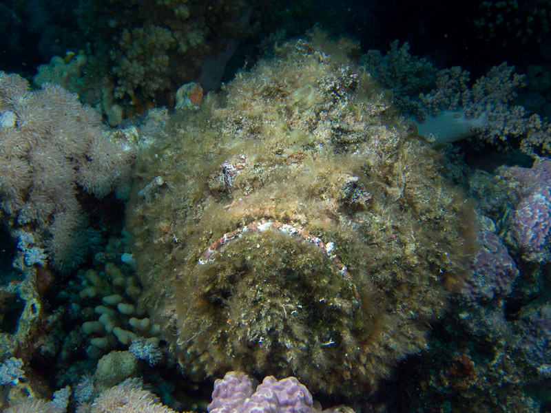 Photo at Jackson Reef:  Stonefish