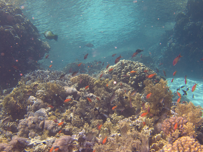 Photo at Jackson Reef:  Sea goldie