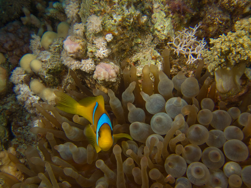 Photo at Ras Ghazlani:  Twoband anemonefish