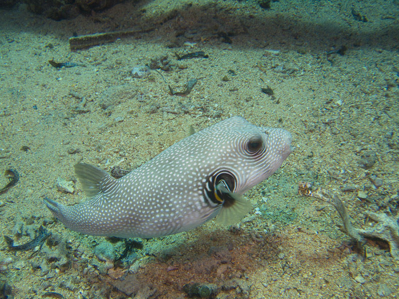 Photo at Shark & Yolanda Reefs:  White-spotted puffer