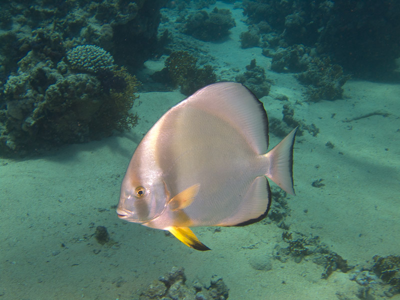Photo at Shark & Yolanda Reefs:  Orbicular batfish