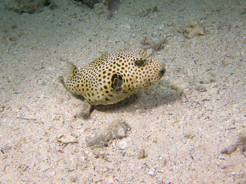 Photo at The Canyon:  Starry toadfish