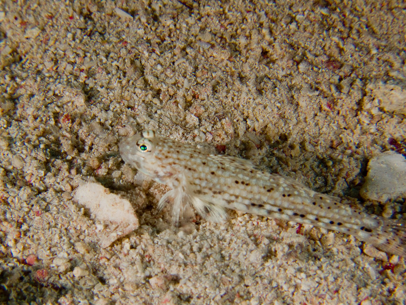 Photo at The Canyon:  Decorated goby