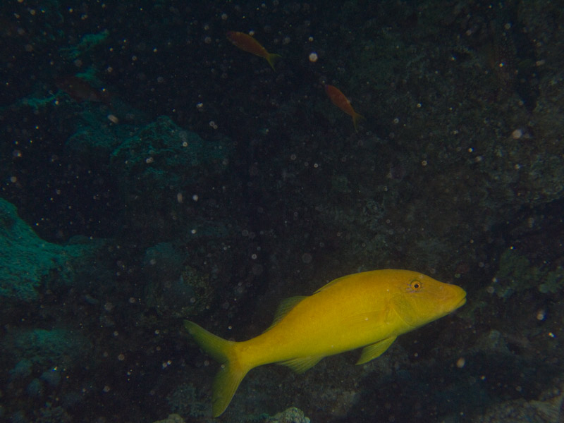 Photo at Els Bells / Blue Hole:  Goldsaddle goatfish
