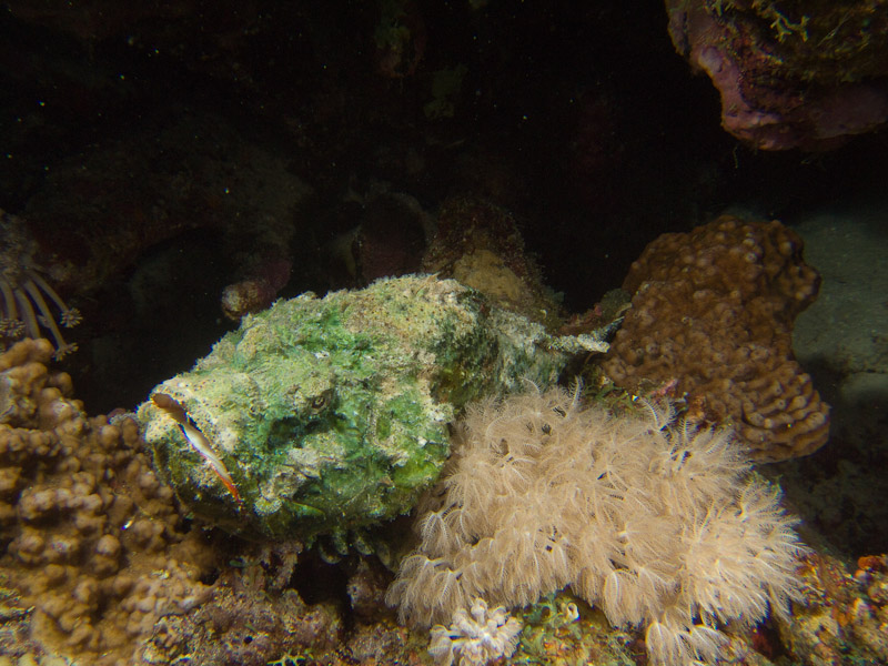 Photo at Els Bells / Blue Hole:  False stonefish