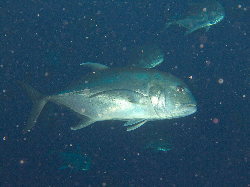 Photo at Shark Observatory:  Giant trevally