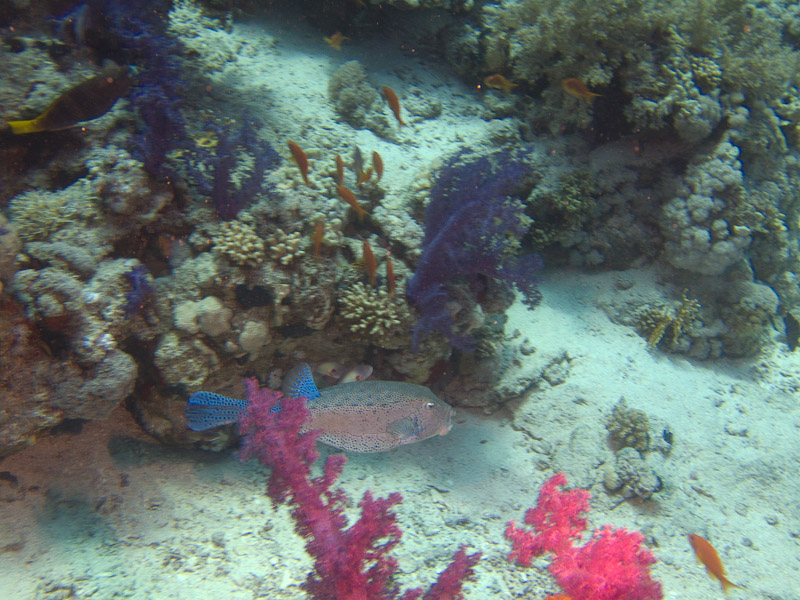 Photo at Shark & Yolanda Reefs:  Yellow boxfish