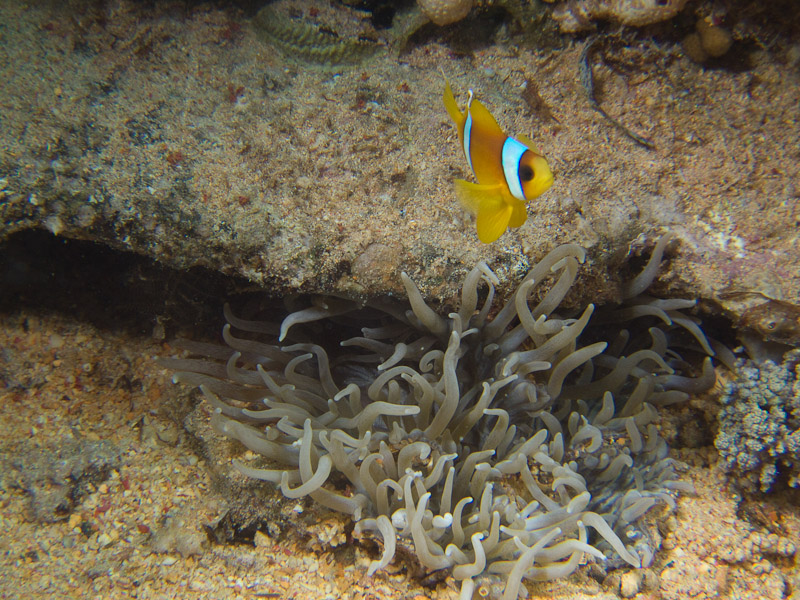 Photo at Shark & Yolanda Reefs:  Twoband anemonefish