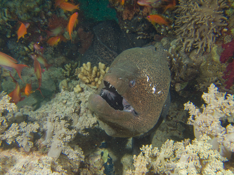 Photo at Shark & Yolanda Reefs:  Giant moray