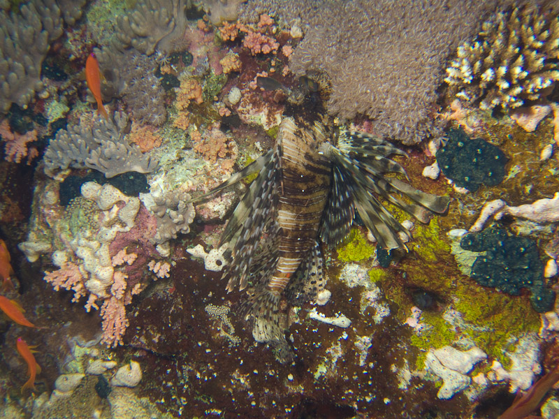 Photo at Shark & Yolanda Reefs:  Devil firefish