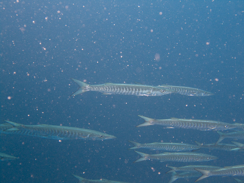 Photo at Shark & Yolanda Reefs:  Pickhandle barracuda