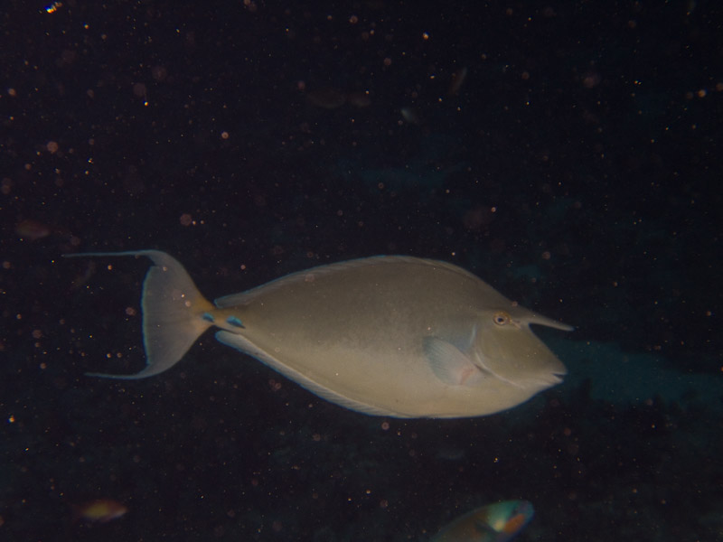 Photo at Shark & Yolanda Reefs:  Bluespine unicornfish