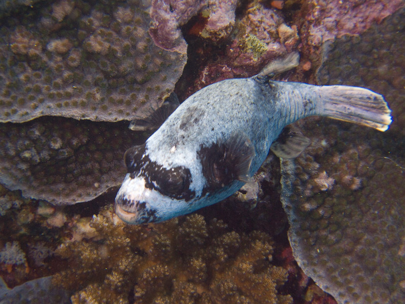 Photo at Shark & Yolanda Reefs:  Masked puffer