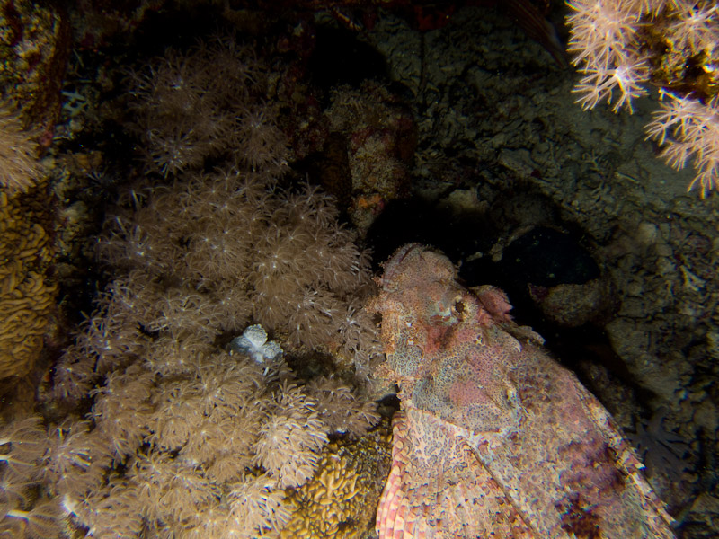 Photo at Shark & Yolanda Reefs:  Tassled scorpionfish