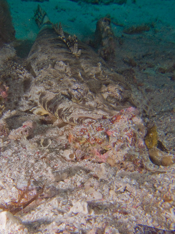 Photo at Shark & Yolanda Reefs:  Tentacled flathead