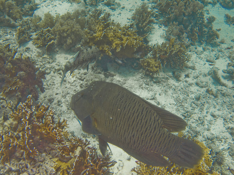 Photo at Shark & Yolanda Reefs:  Humphead wrasse