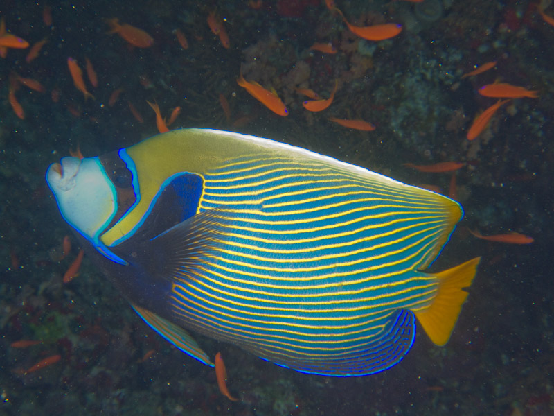 Photo at Shark & Yolanda Reefs:  Emperor Angelfish