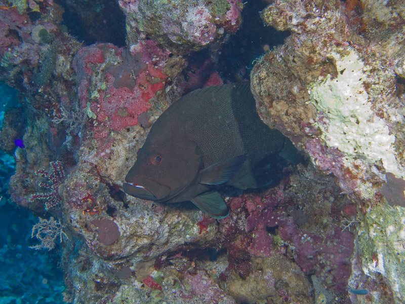 Photo at Ras Caty:  Redmouth grouper