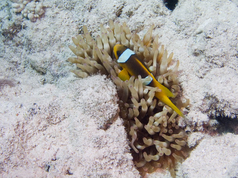 Photo at Ras Caty:  Twoband anemonefish