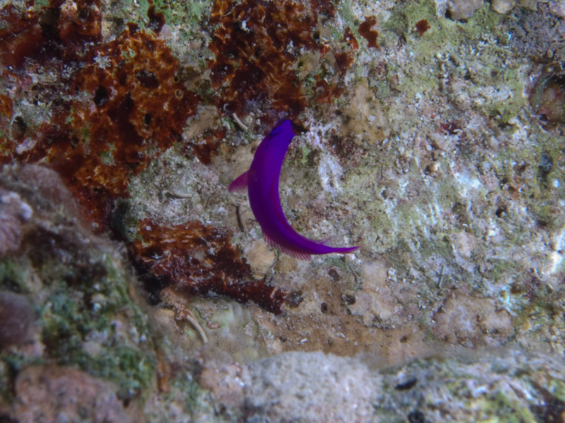 Photo at Fiddle Garden:  Orchid dottyback