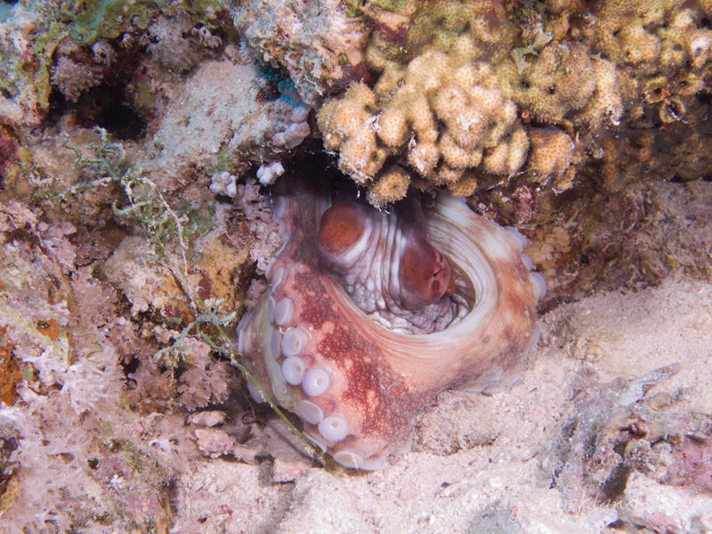 Photo at Jackfish Alley:  Reef Octopus