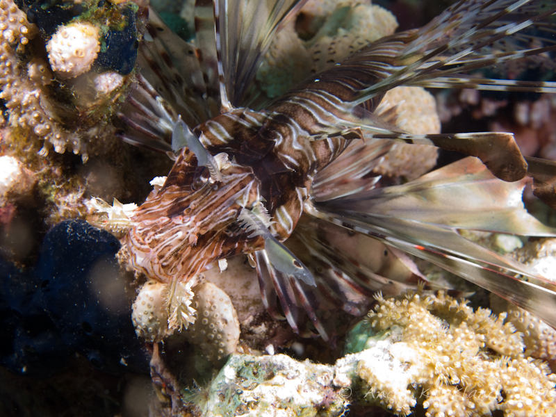 Photo at Jackfish Alley:  Devil firefish