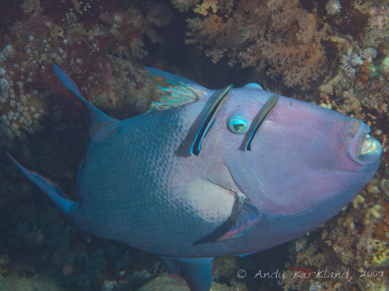 Photo at Shark & Yolanda Reefs:  Bluestreak cleaner wrasse,Yellow-spotted triggerfish