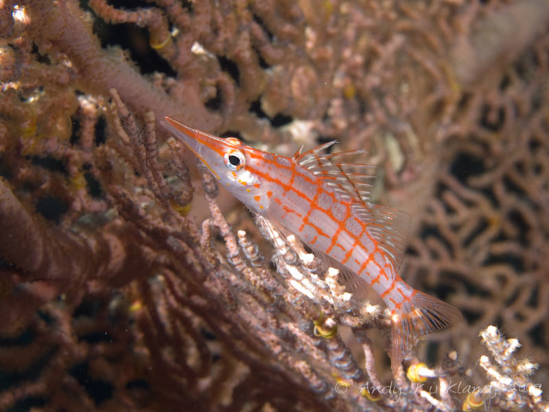 Photo at Jackson Reef:  Longnose hawkfish