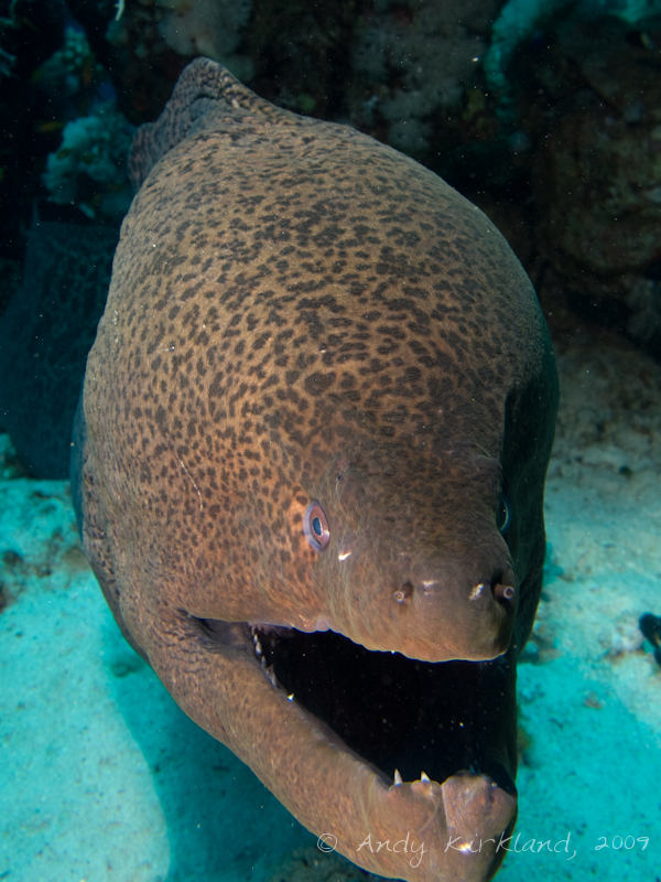 Photo at Woodhouse Reef:  Giant moray
