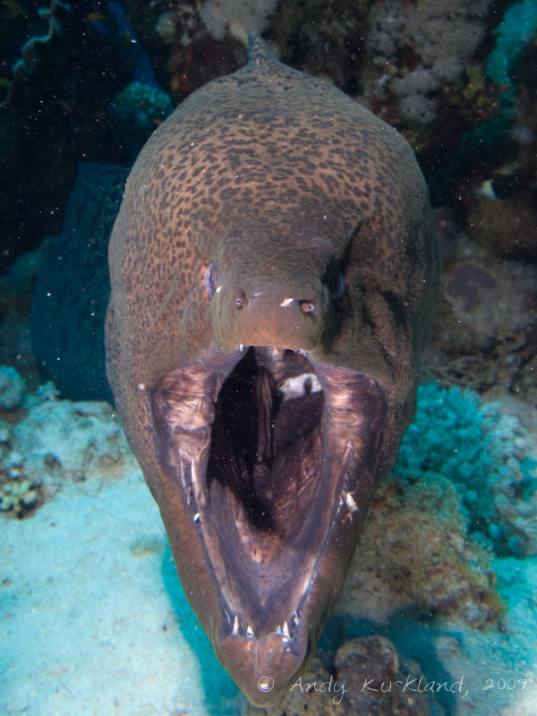 Photo at Woodhouse Reef:  Giant moray