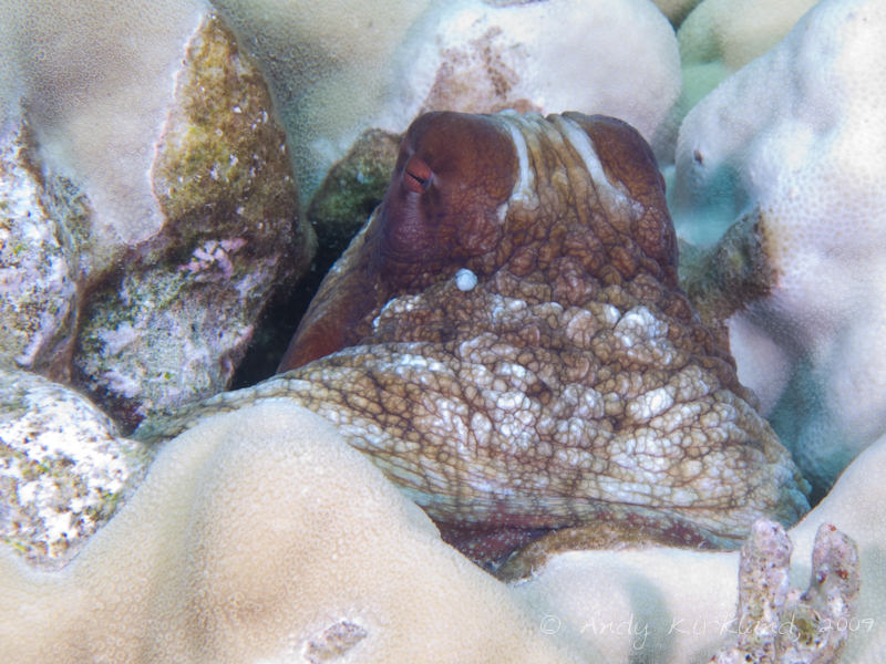 Photo at Gordon Reef:  Reef Octopus