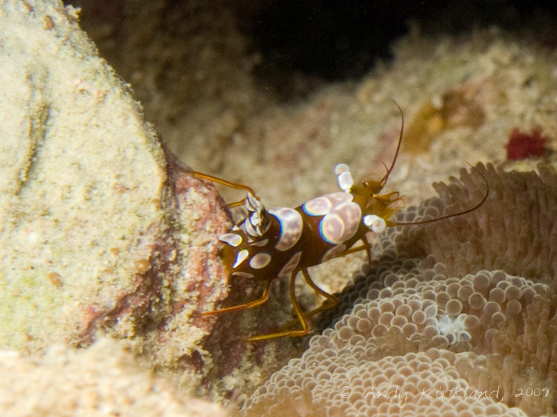 Photo at Gordon Reef:  Sexy shrimp